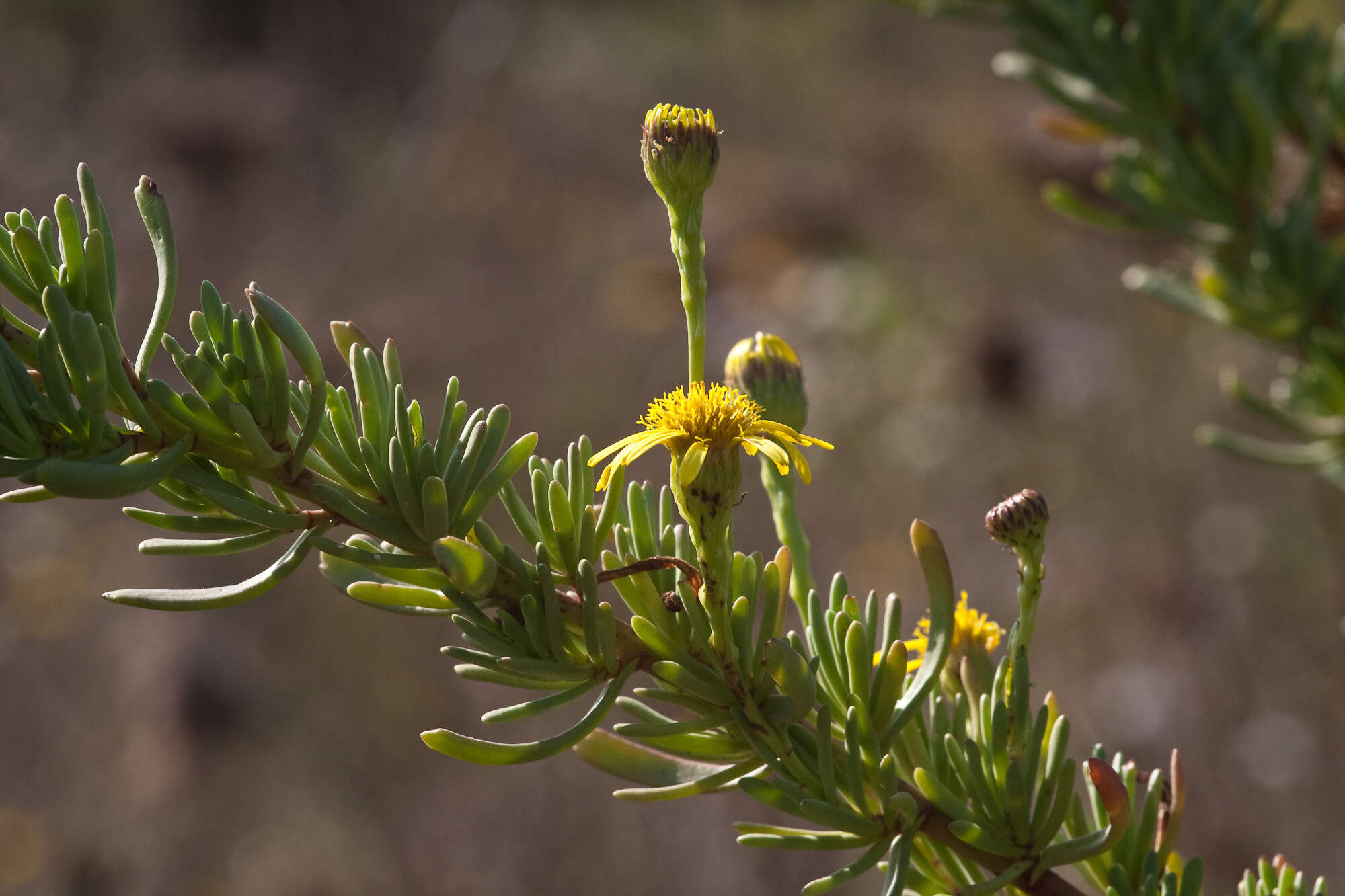 Inula multicaulis Fisch. & C. A. Mey. resmi