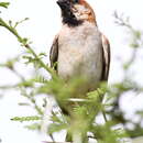 Image of Great Sparrow