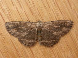 Image of Lepidoptera