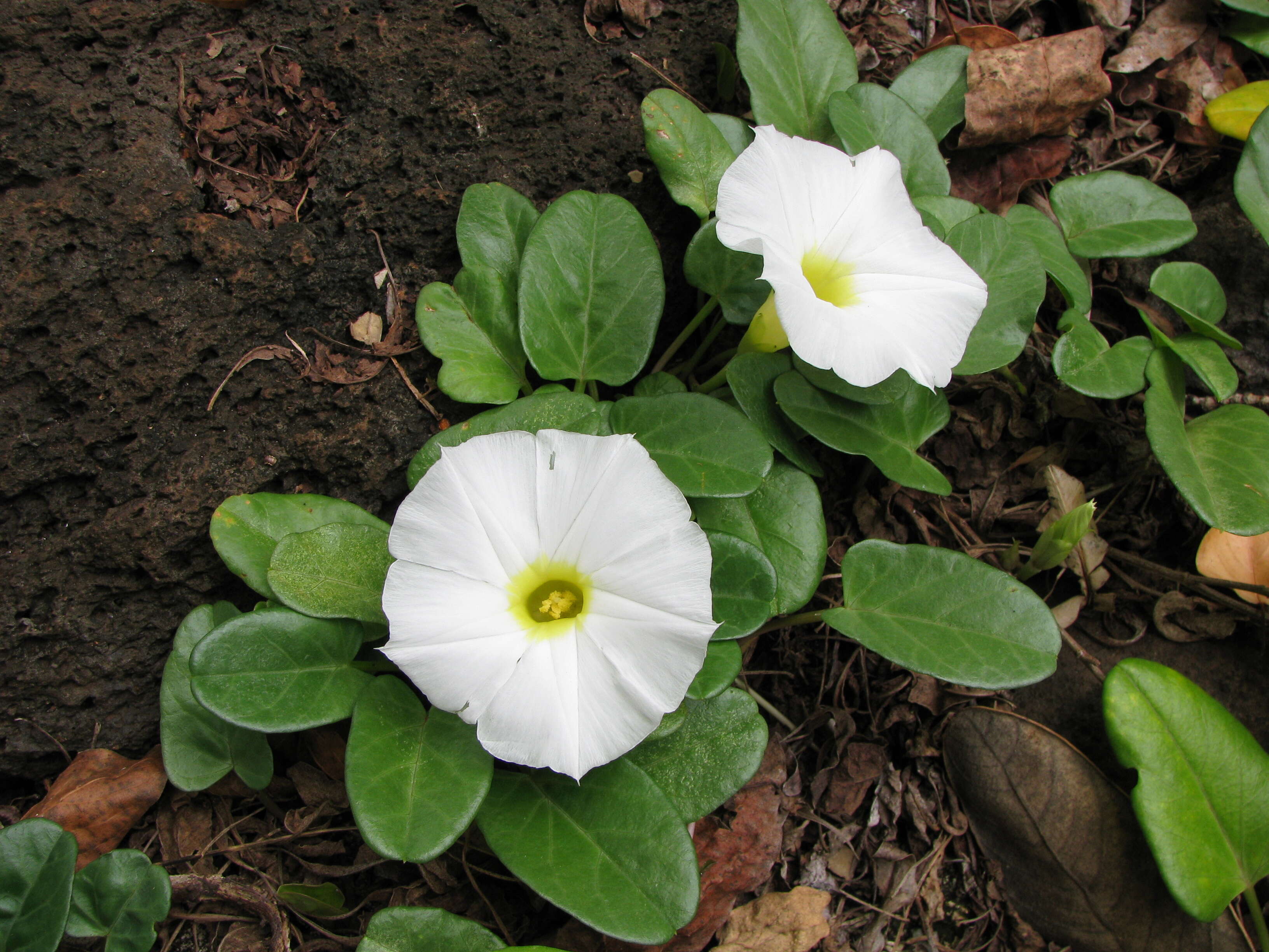 Image of beach morning-glory