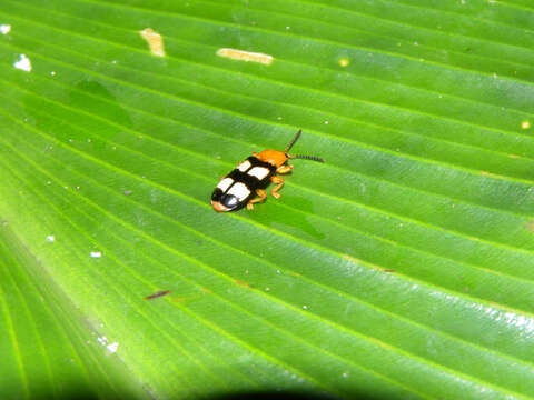 Image of Costus plicatus Maas