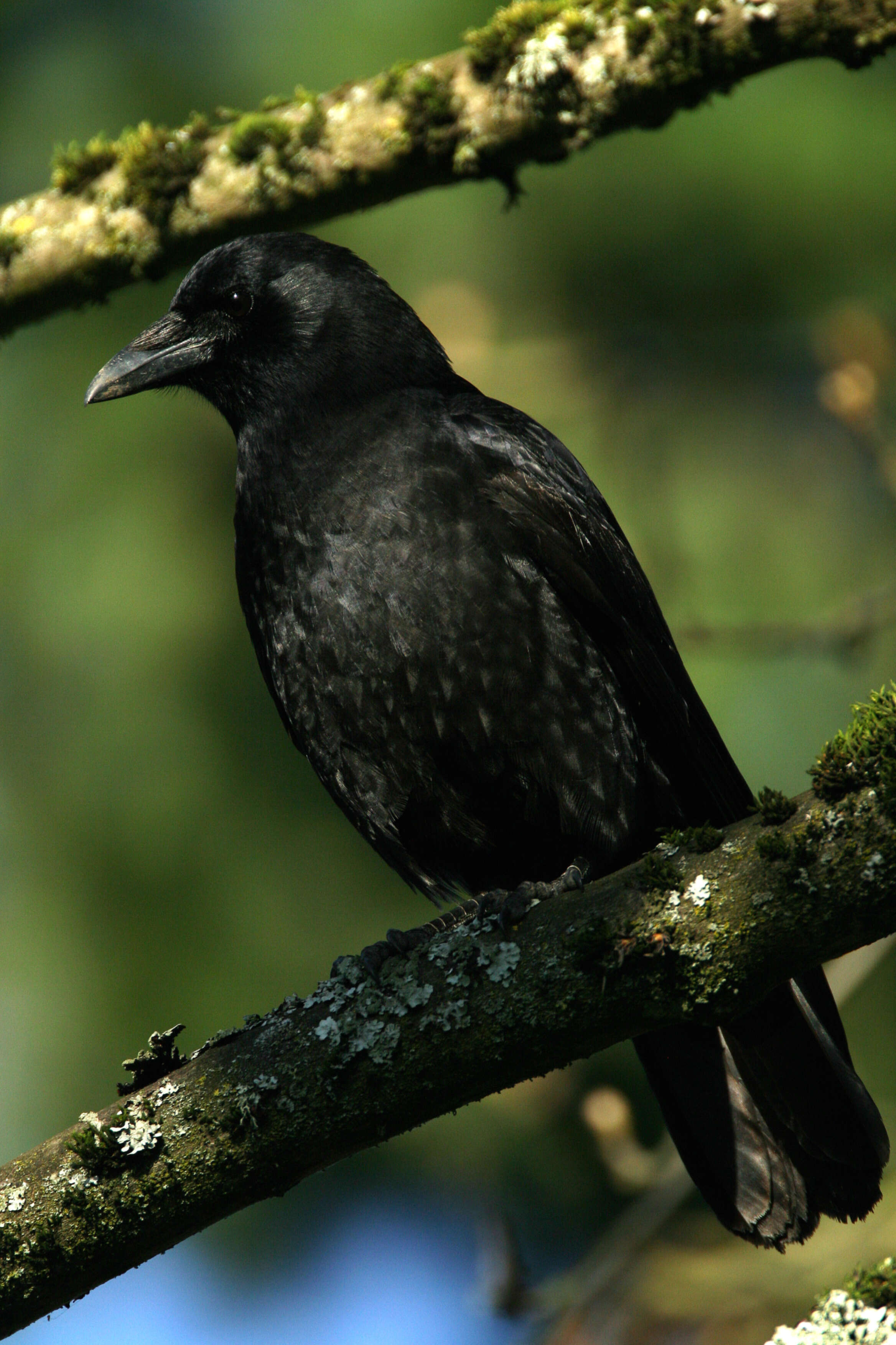 Image of Corvus Linnaeus 1758