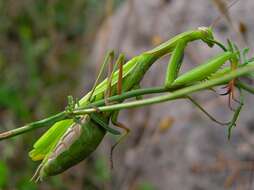 Image of Mantis