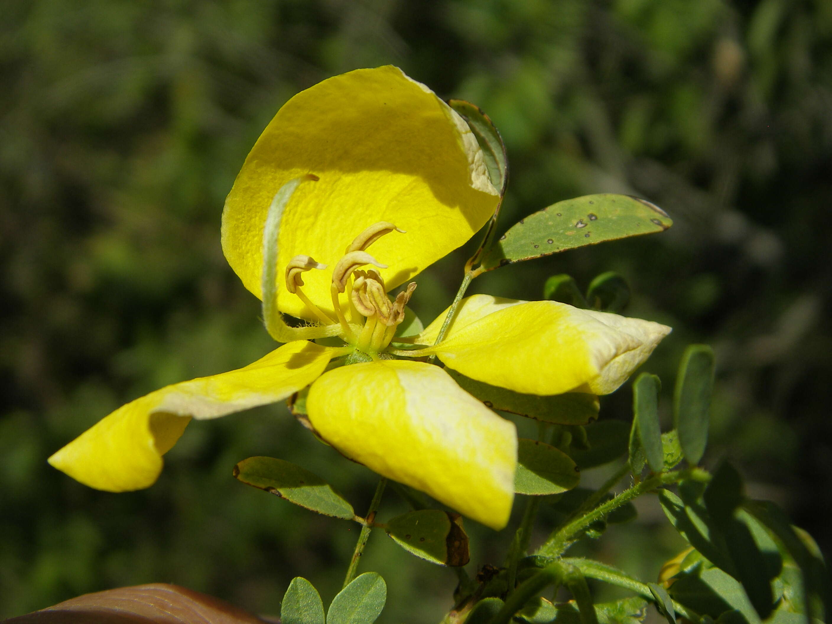 Слика од Senna pallida (Vahl) H. S. Irwin & Barneby