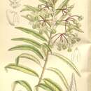 Image of Gomphocarpus fruticosus subsp. setosus (Forsk.) Goyder & Nicholas