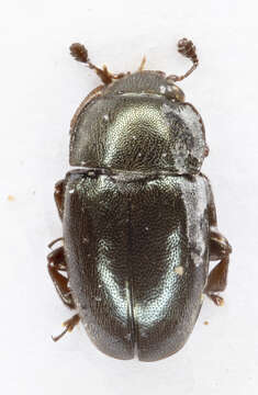 Image of Common Pollen Beetle