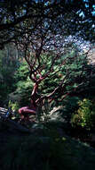 Image of Kings Mountain manzanita