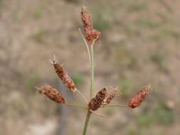 Fimbristylis squarrosa var. esquarrosa Makino的圖片