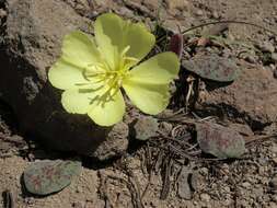 Imagem de Oenothera xylocarpa Coville