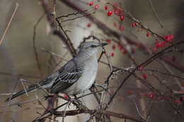 Image of Mimus Boie & F 1826