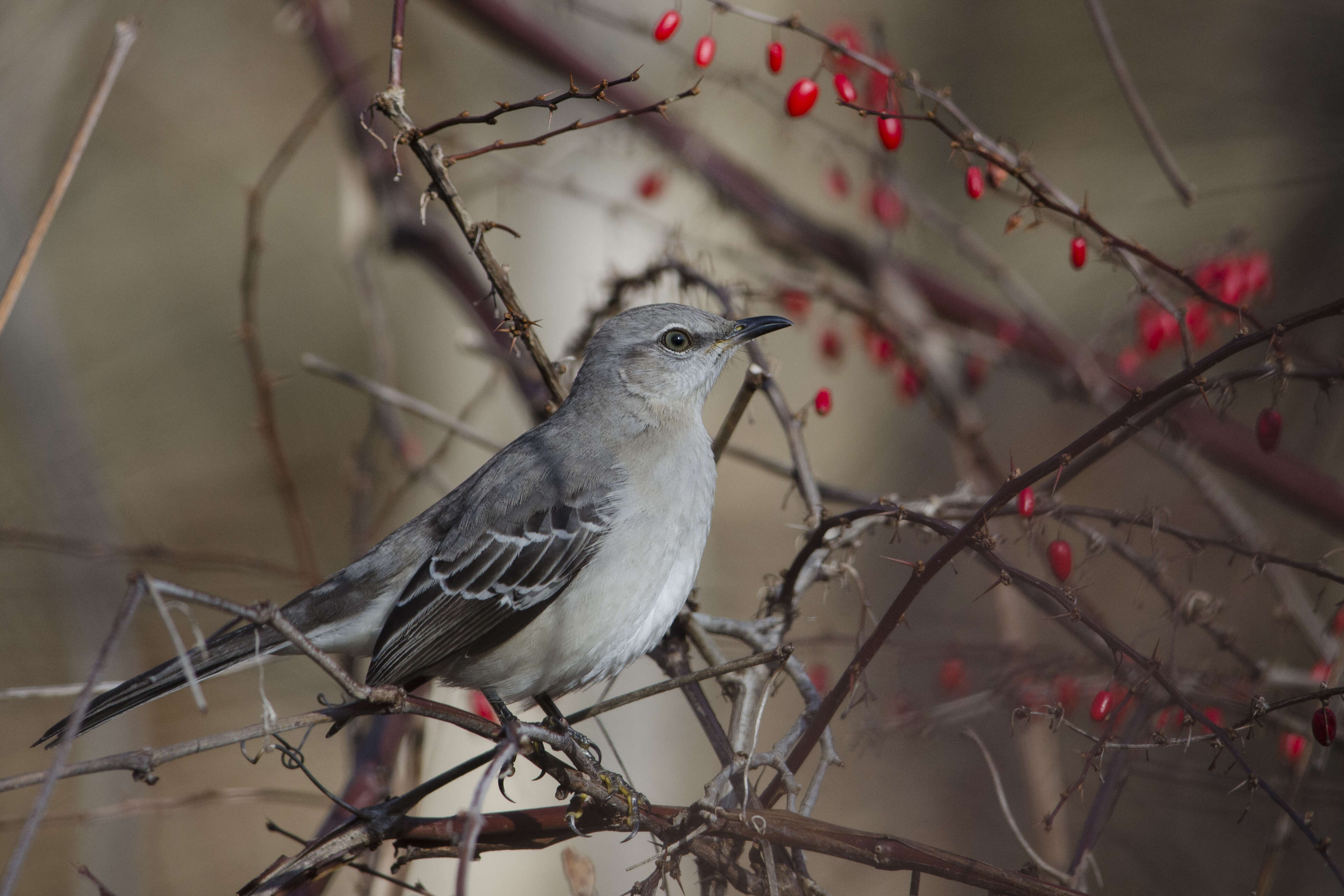 Image of Mimus Boie & F 1826