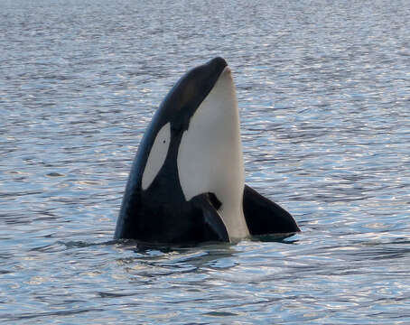 Image of killer whale