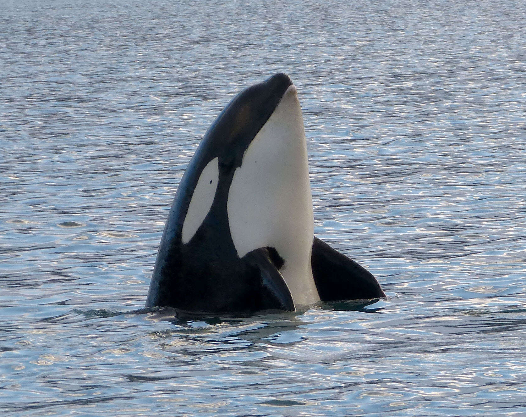 Image of killer whale