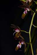 Image of Cymbidium atropurpureum (Lindl.) Rolfe