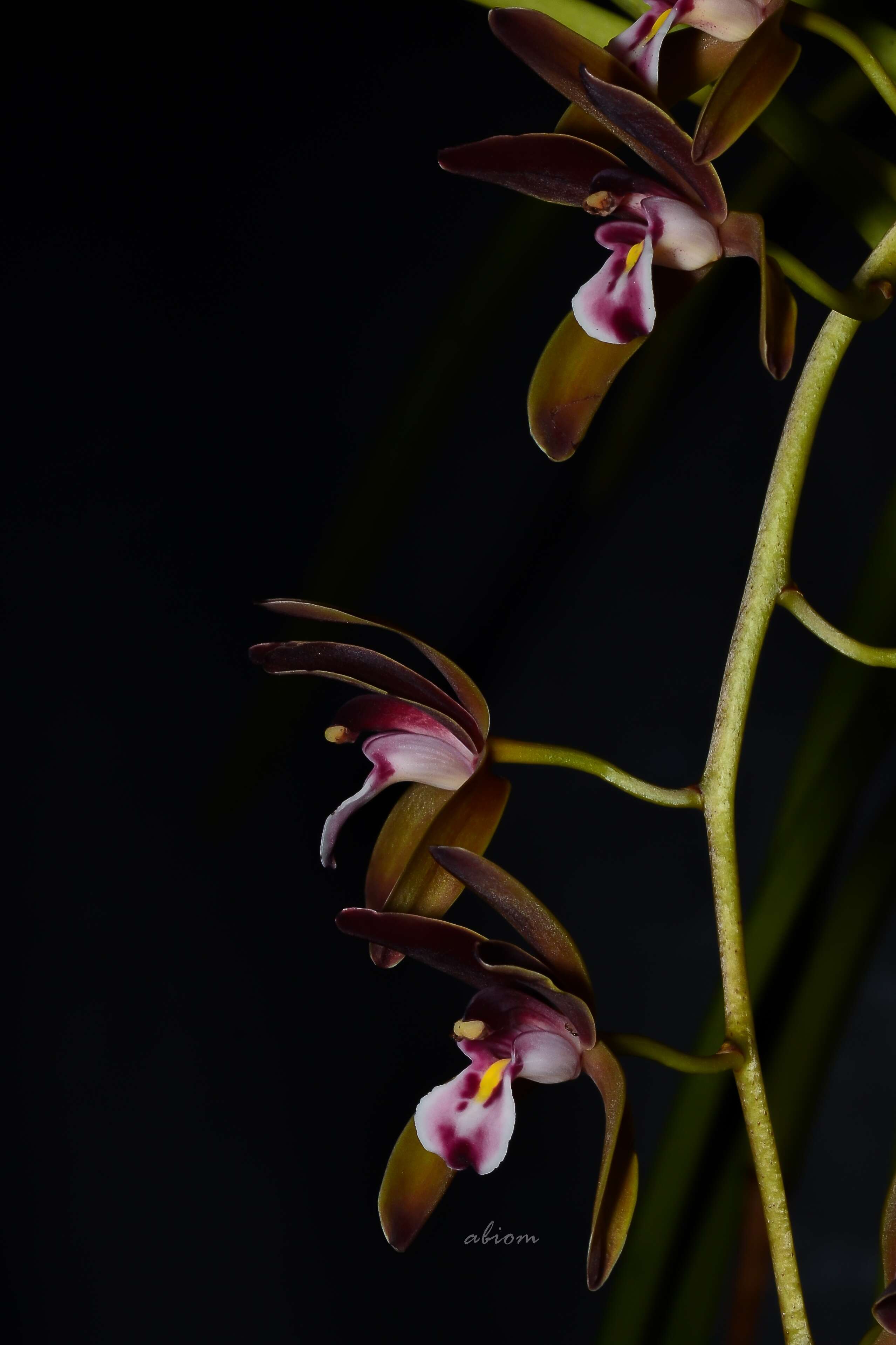 Image of Cymbidium atropurpureum (Lindl.) Rolfe