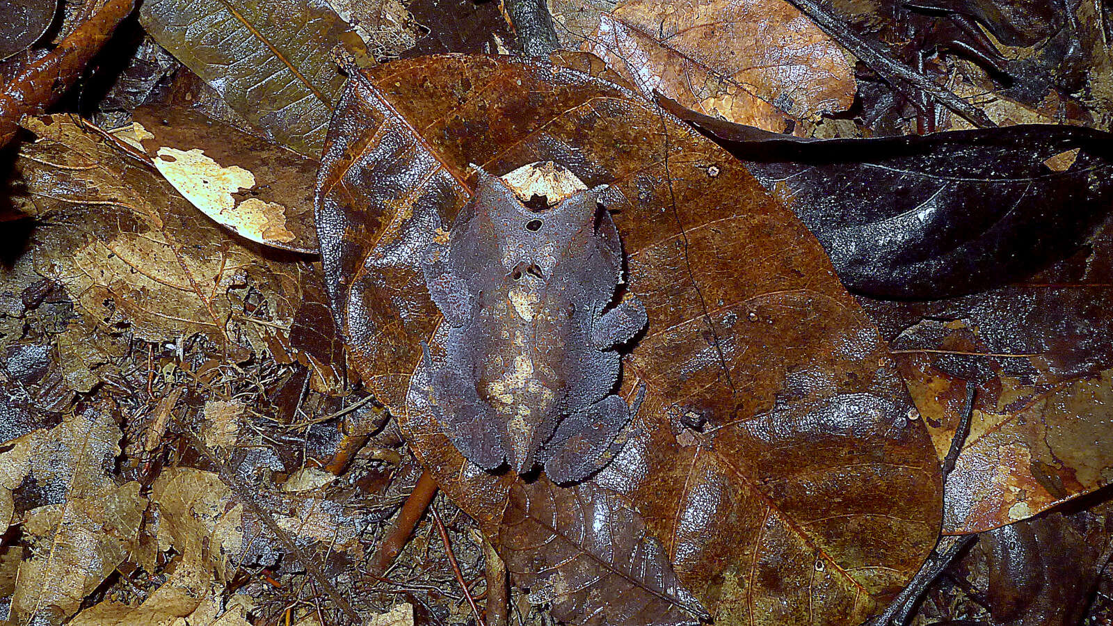 Image of Odontophrynidae Lynch 1969