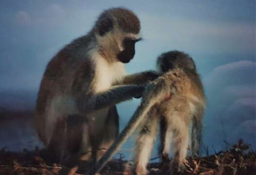 Image of Green monkeys