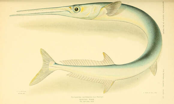 Image of Hound Needlefish