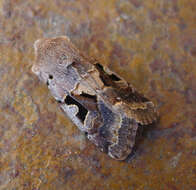 Orthosia gothica Linnaeus 1758 resmi