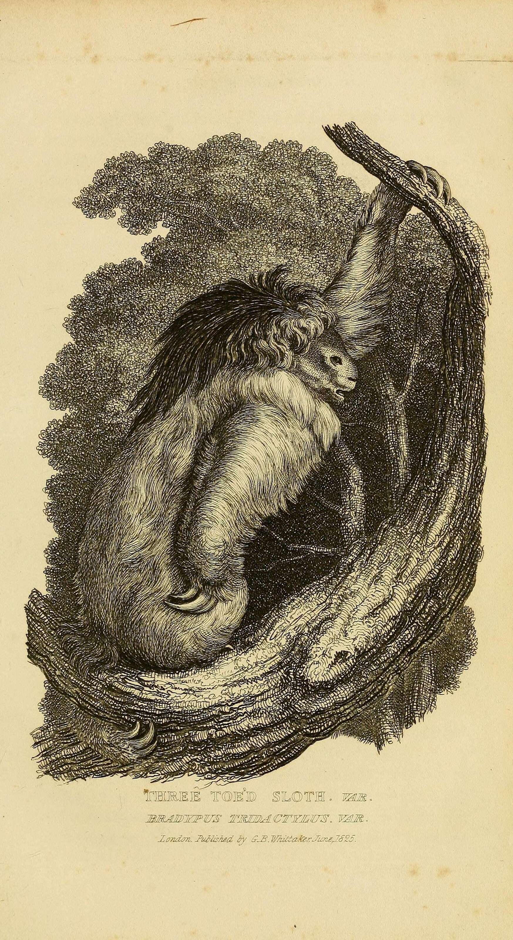 Image de Bradypodidae Gray 1821