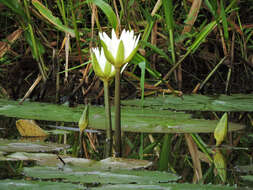 Image of Dotleaf waterlily