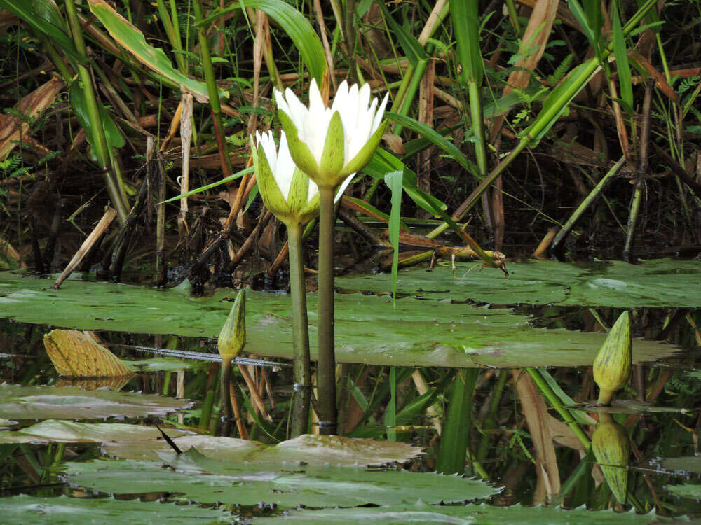 Image of waterlily