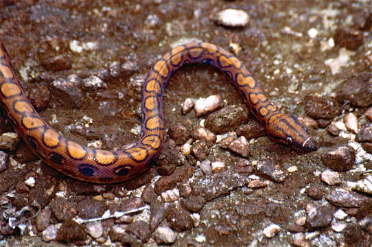 Image of rainbow boa