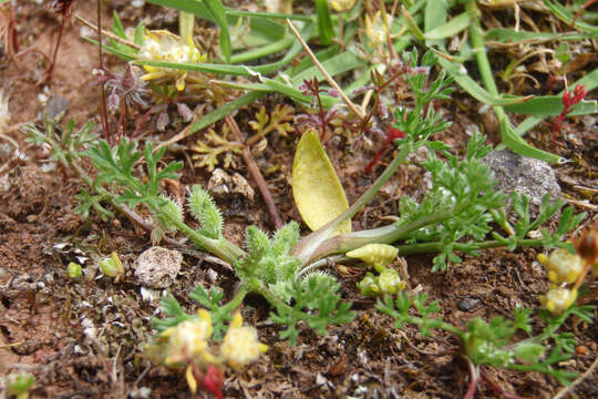 Imagem de Daucus glochidiatus (Labill.) Fischer, C. Meyer & Ave Lall.