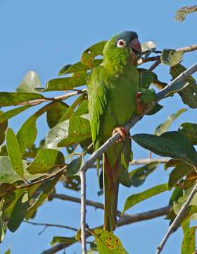 Image of Aratinga acuticaudata