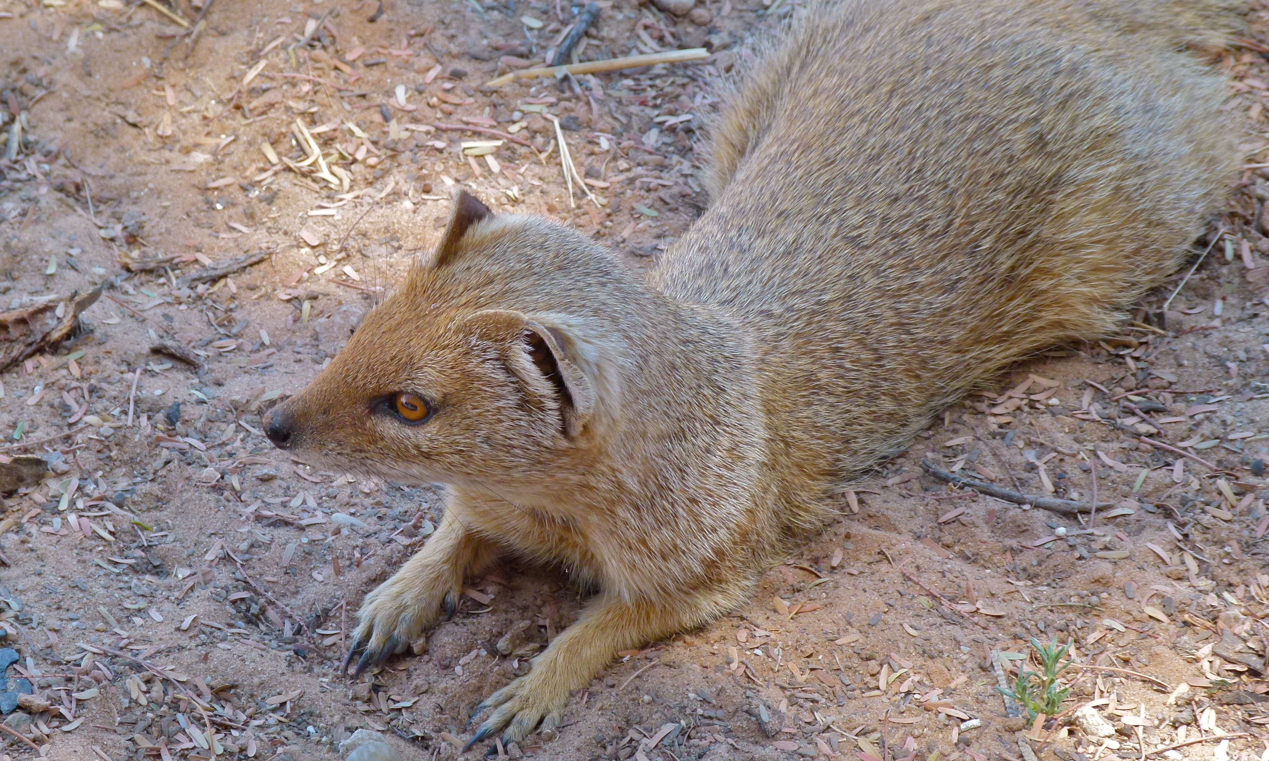 Image of Yellow Mongoose