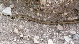 Image of Dahls Wipe Snake