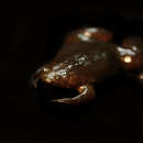 Image of Cameroon clawed frog