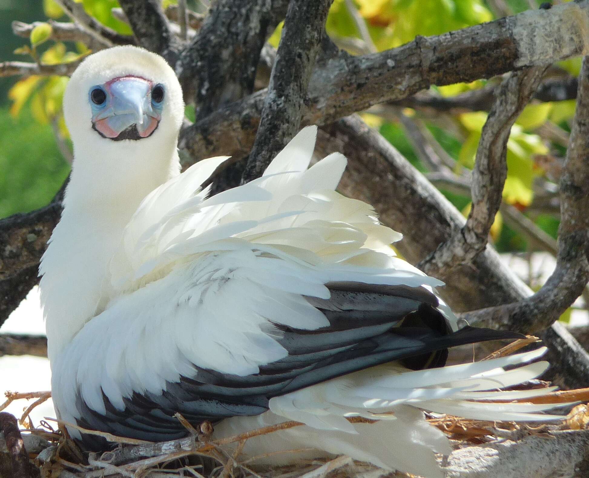 Image of Red-footed Booby