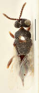 Слика од Eurytomidae