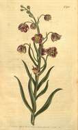 Image of Fritillaria persica L.