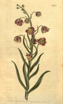 Image of Fritillaria persica L.