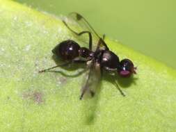 Image of Parapalaeosepsis plebeia (Meijere 1906)