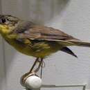 Image of Golden-crowned Warbler