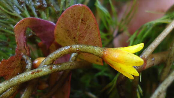 Image of fanwort