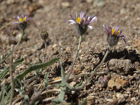 Image de Erigeron eatonii var. sonnei (Greene) G. L. Nesom