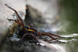 Plancia ëd Dolomedes fimbriatus (Clerck 1757)