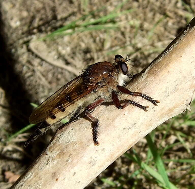 Image of Giant Robber Flies