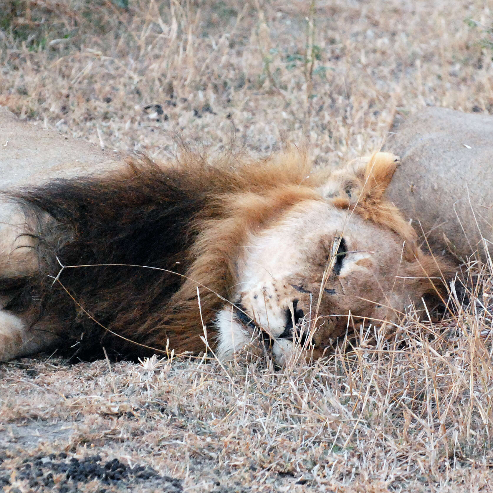 Image of African Lion