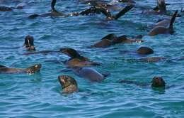 Image of Afro-Australian Fur Seal