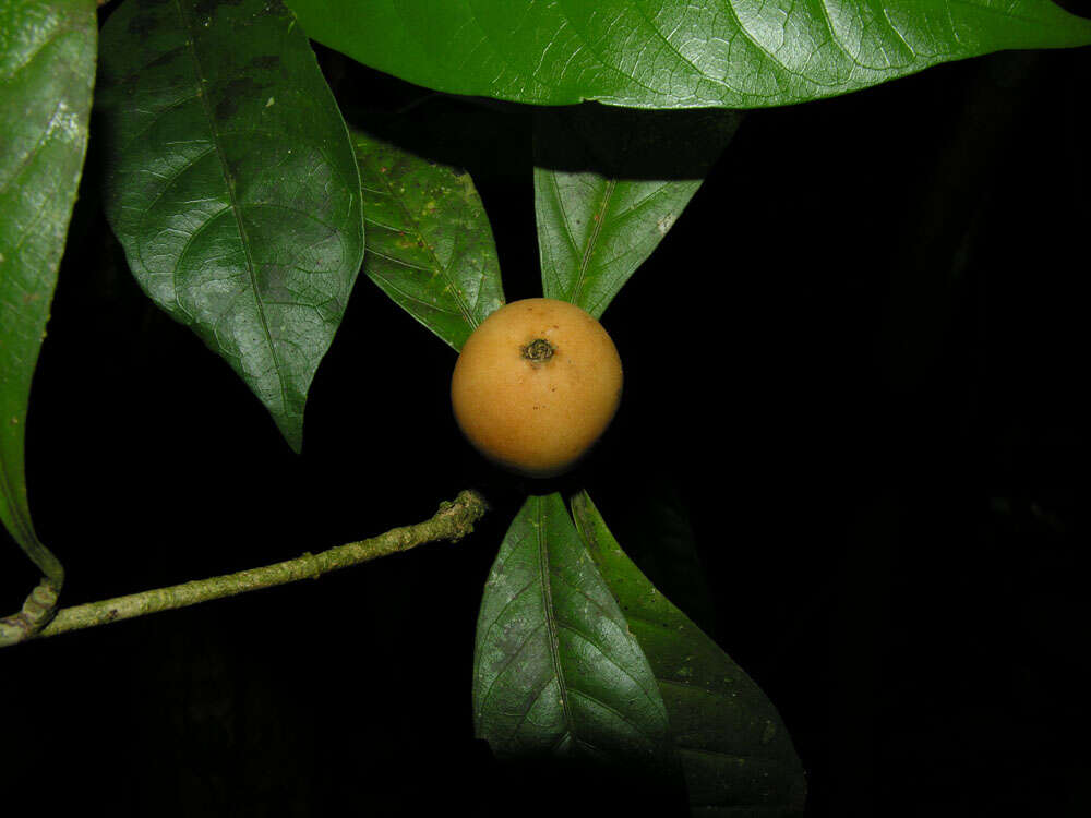 Image de Randia grandifolia (Donn. Sm.) Standl.