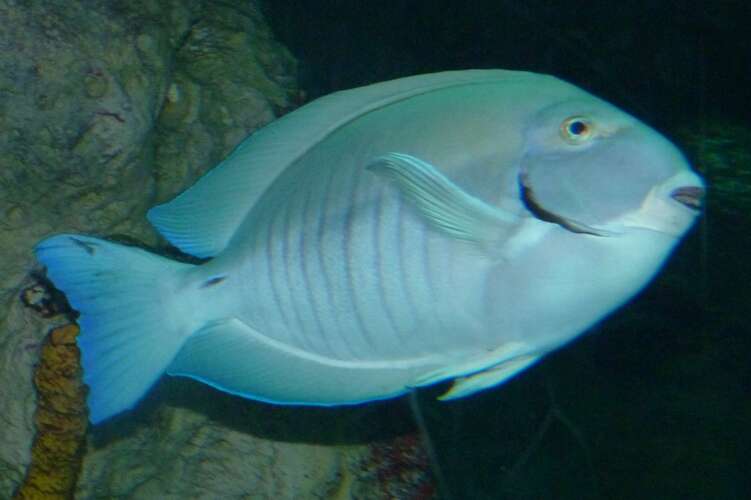 Image of Black Doctorfish