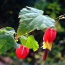 Image of trailing abutilon