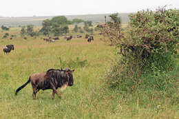 Image of wildebeest