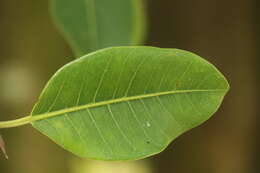 Image of Ficus