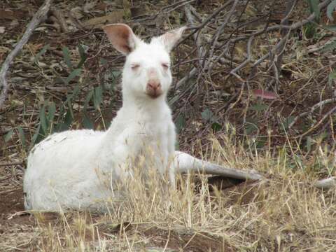 Image of kangaroo